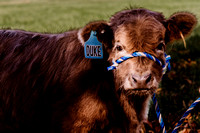 Highland Cows